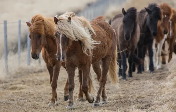 Picture the fence, horse, mane, he has Bay