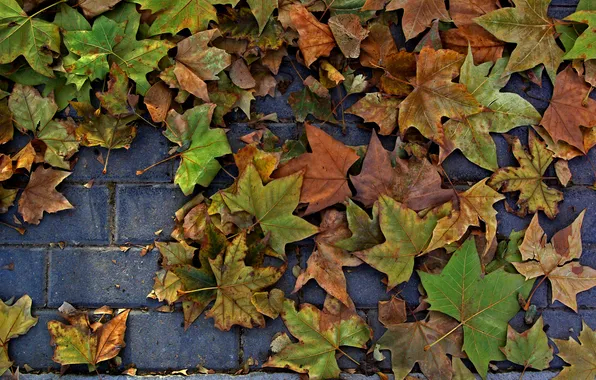 Picture macro, foliage, floor, a lot