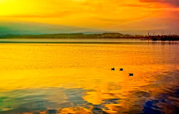 The sky, clouds, lake, bird, boat, duck