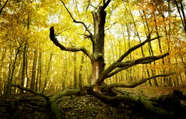 Autumn, forest, nature, tree, old, dry