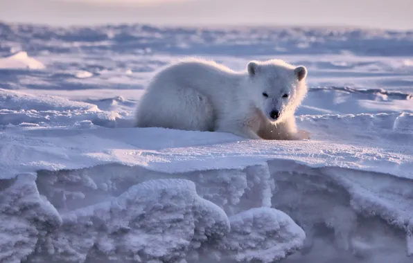 Winter, snow, nature, pose, bear, bear, polar bear, polar