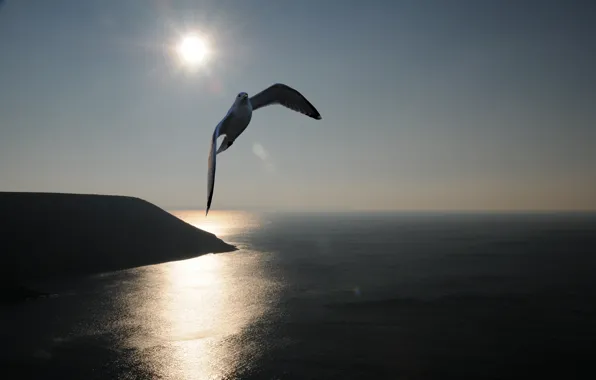 Picture sea, the sun, Seagull