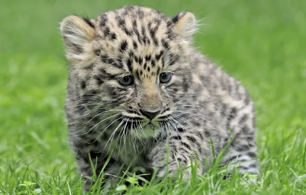 Picture grass, Leopard, baby