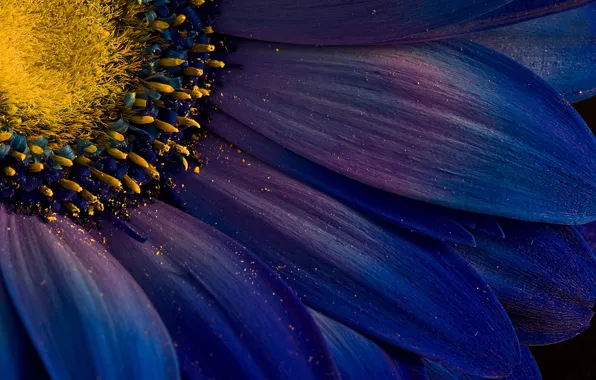 Picture flower, pollen, petals