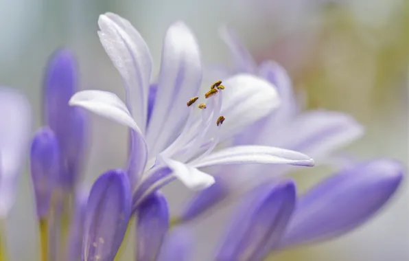Macro, petals, stamens, buds