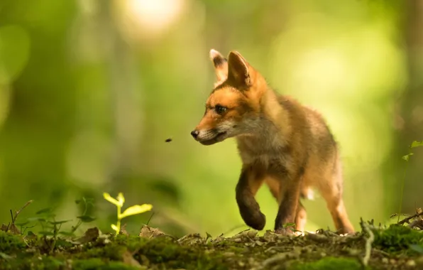 Light, bee, fly, glade, Fox, insect, green background, bokeh