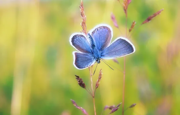 Macro, background, butterfly, insect, stems, blue