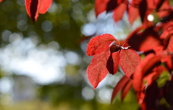 Picture autumn, leaves, the crimson