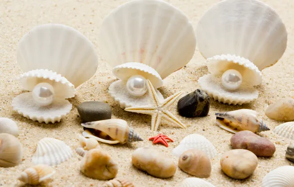 Sand, sea, beach, shore, shell, summer, beach, sea