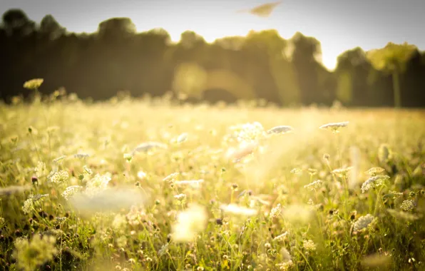 Picture field, forest, summer, grass, the sun, light, flowers, nature