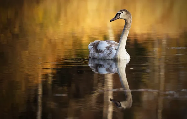 Picture lake, bird, swans