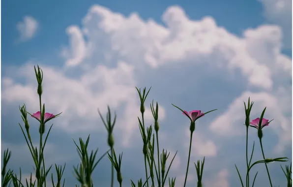 Picture clouds, macro, flowers, Plants, flowers, clouds, macro