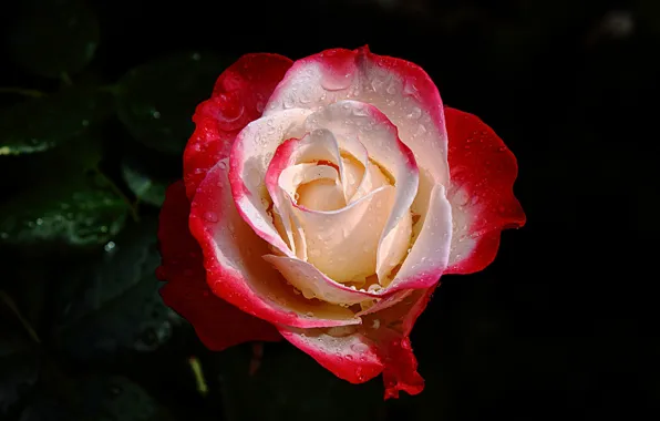 Roses, petals, droplets of water