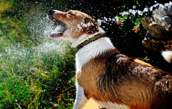 Picture summer, water, squirt, dog