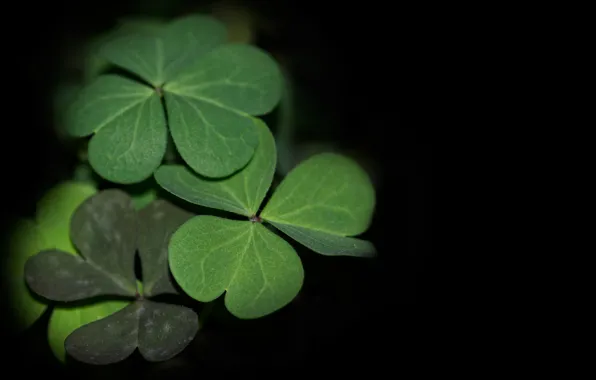Leaves, plant, clover