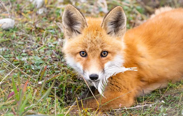 Grass, look, face, pen, portrait, baby, Fox, lies