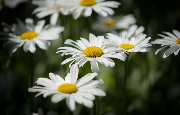 Flowers, the dark background, glade, chamomile, white, bokeh, leucanthemum