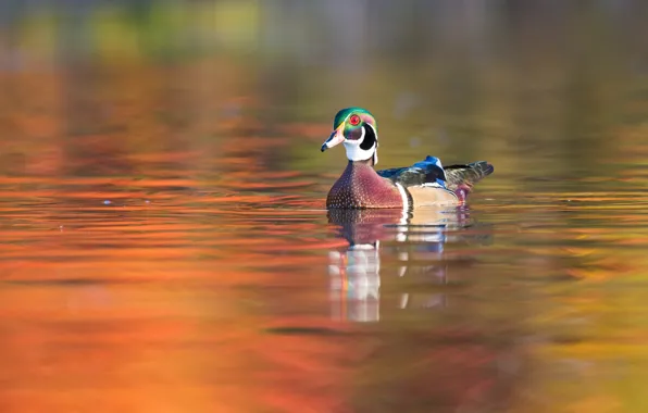 Picture duck, swimming, karolinka, pond, water, Caroline, bird
