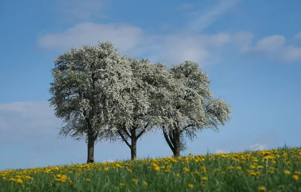 Trees, flowers, glade, spring, Sakura, flowering