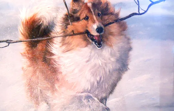 Look, pose, oil, portrait, dog, painting, face, canvas