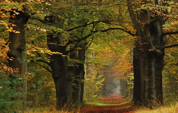 Picture autumn, leaves, trees, yellow, path, trees, Autumn, leaves