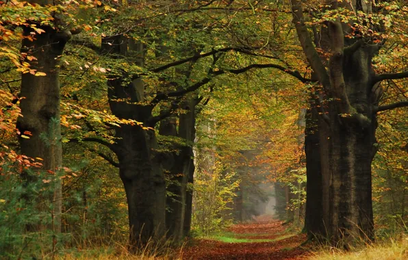 Autumn, leaves, trees, yellow, path, trees, Autumn, leaves
