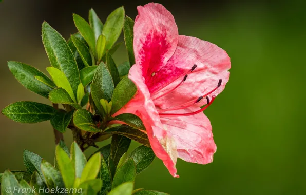 Leaves, macro, Azalea
