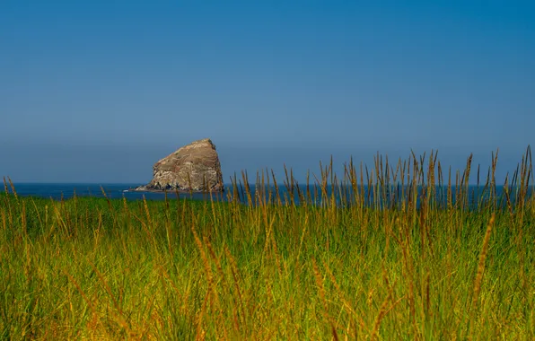 Sea, summer, the sky, rocks, the bushes, solar