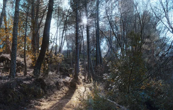 Forest, the sun, rays, path