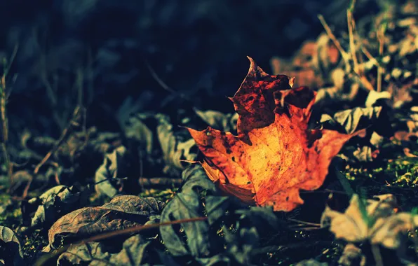 Picture autumn, macro, sheet, foliage, dry