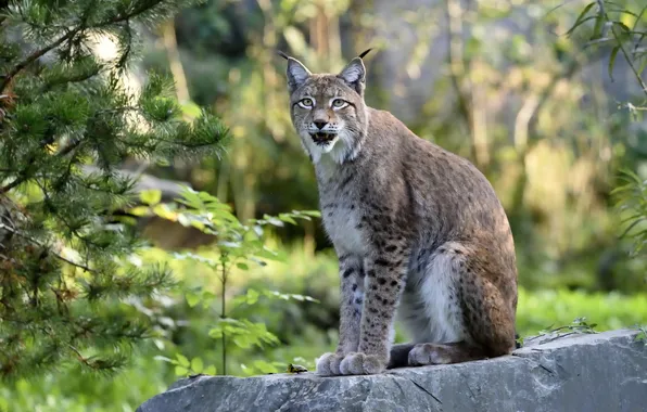 Picture cat, branches, stone, lynx