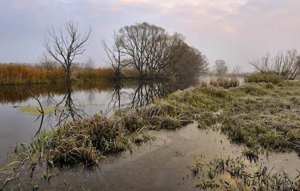 Grass, river, the evening