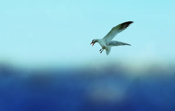 The sky, animal, bird, Seagull, sky, bird, animal, 2560x1600