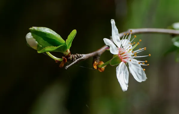 Picture Nature, Czech Republic, Flower cherry