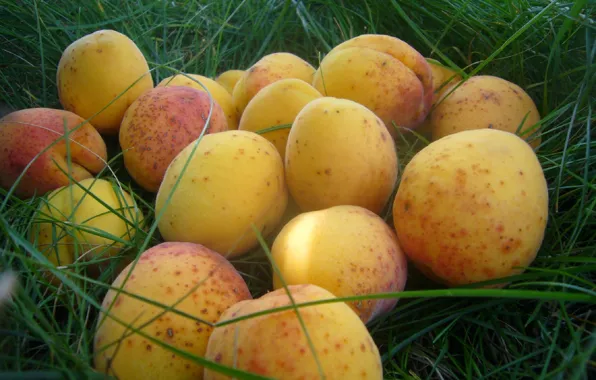 Picture summer, fruits, apricot, Moldova