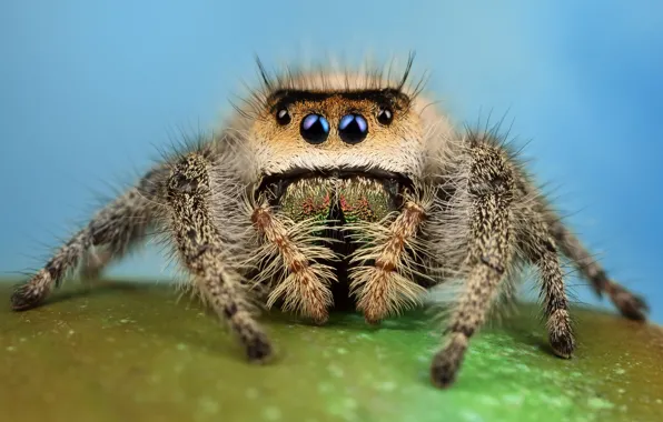 Eyes, look, macro, pose, green, background, blue, legs