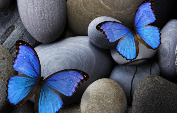 Picture blue, stones, insect