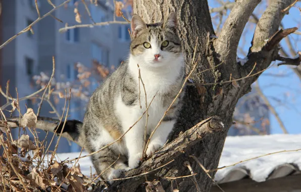 Picture winter, cat, snow, branches, tree