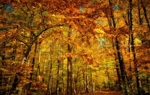 Autumn, forest, orange, yellow, foliage