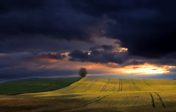 Picture field, summer, the sky, nature