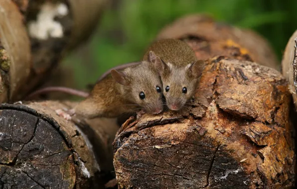 Duo, mouse, logs