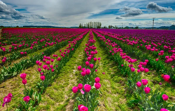 Field, the sky, clouds, flowers, nature, tulips