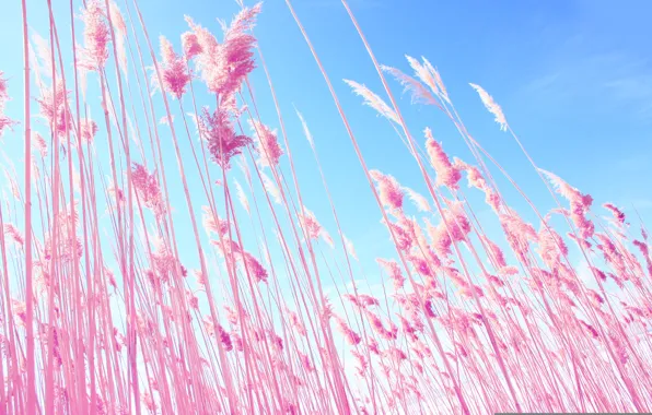 Picture the sky, nature, blue, plant, spikelets, ears, pink, sky