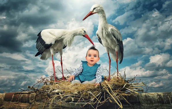Picture birds, child, storks