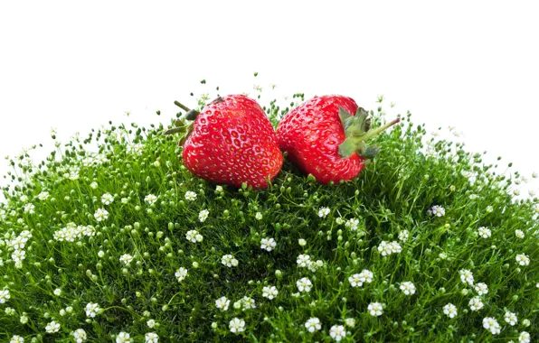 Greens, grass, flowers, red, berries, strawberry, white background