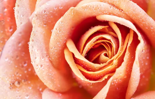 Flower, drops, macro, rose, orange, petals, Bud, salmon