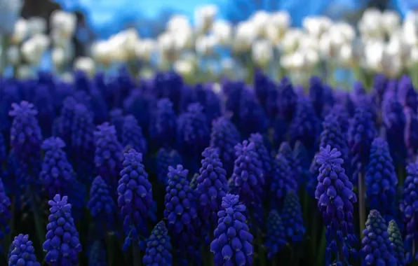 Flowers, spring, purple, flowerbed, blue, bokeh, Muscari, hyacinth mouse