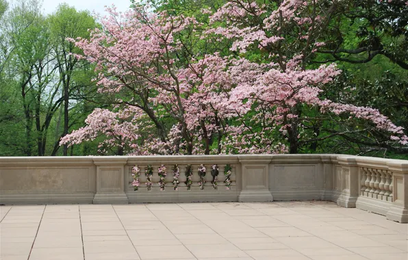 Trees, Spring, balcony, flowering, trees, nature, spring, balcony