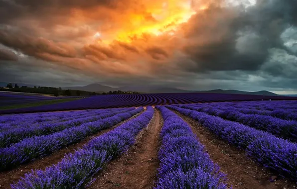 Picture field, clouds, flowers, clouds, nature, Australia, lavender, Tasmania