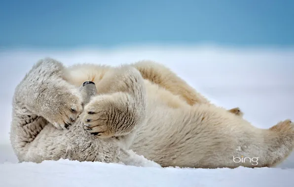 Snow, Alaska, USA, polar bear, The Beaufort Sea, point barrow